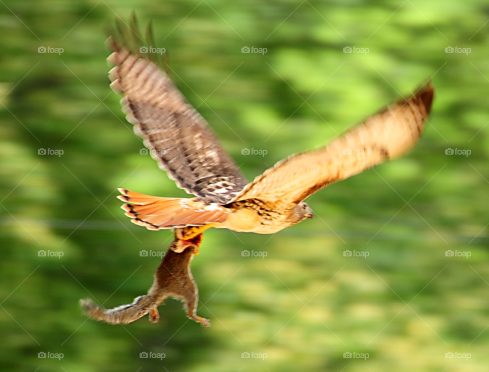 nature squirrel bird flight by lightanddrawing