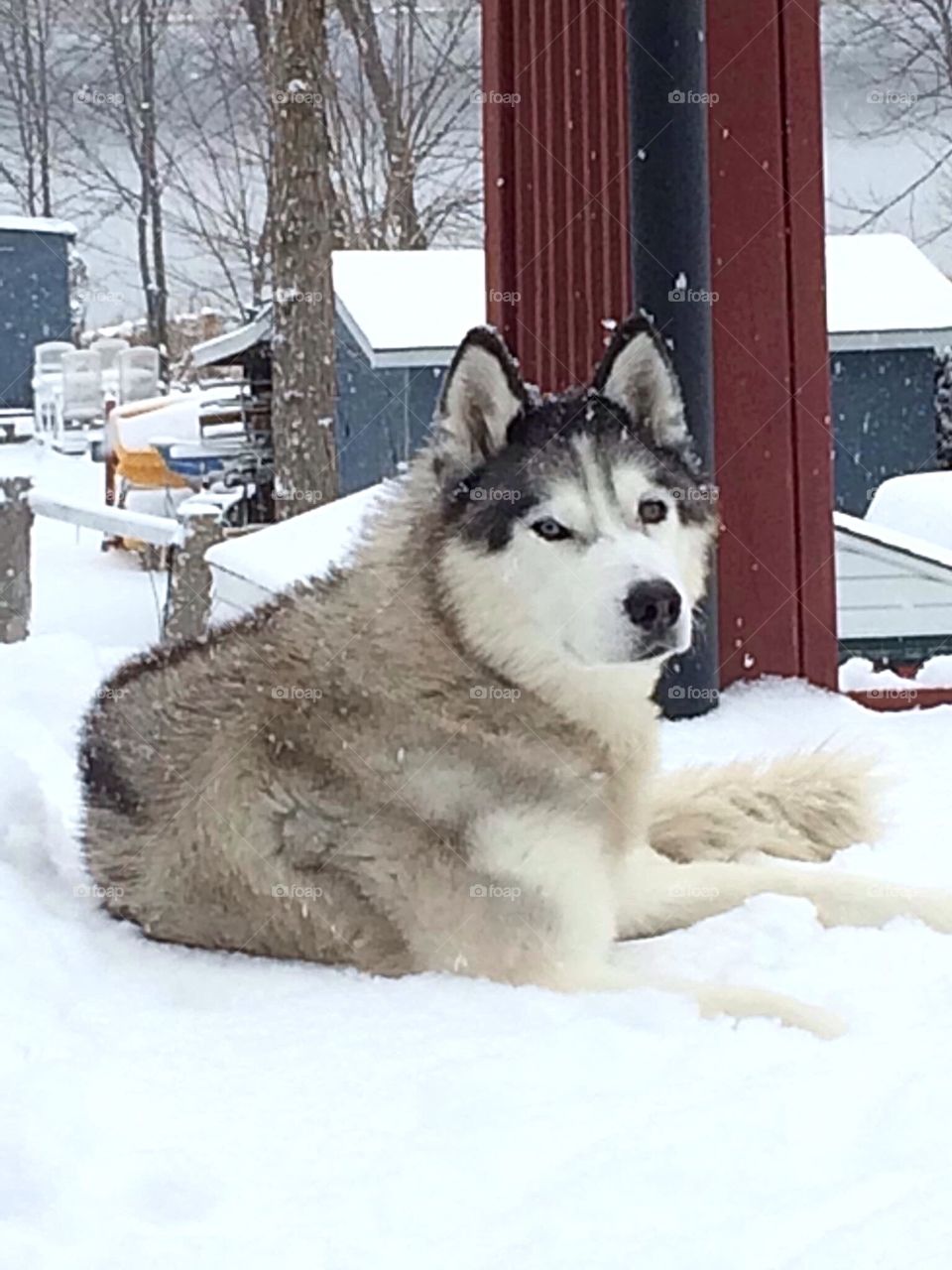 Incredible Husky Dogs