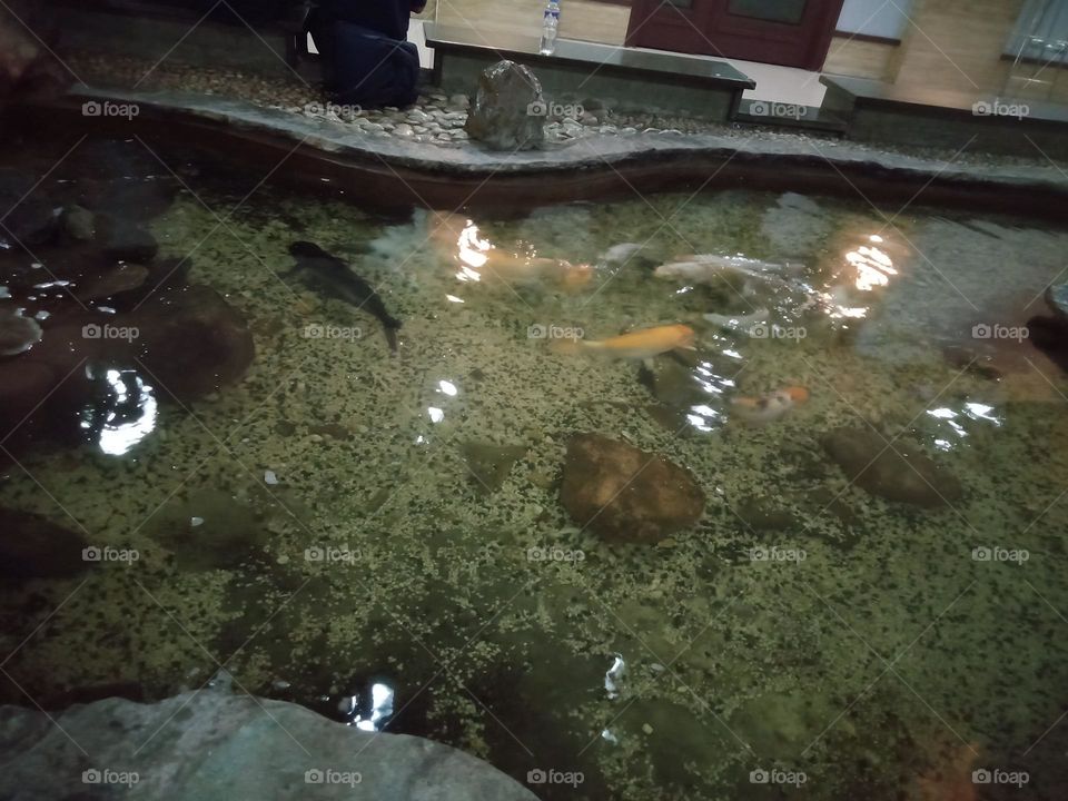 #LIQUID IS COOL,, FOR THIS FISH🐠🐟 FREELY SWIM IN THE POND,〰️🐳