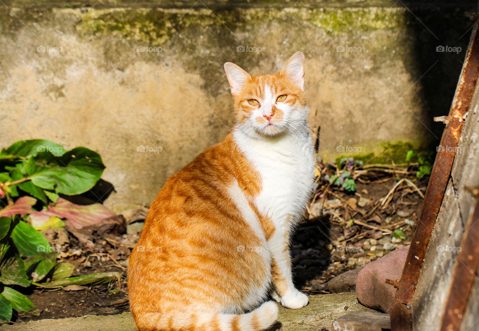 Ginger cat sunbathing in the garden
