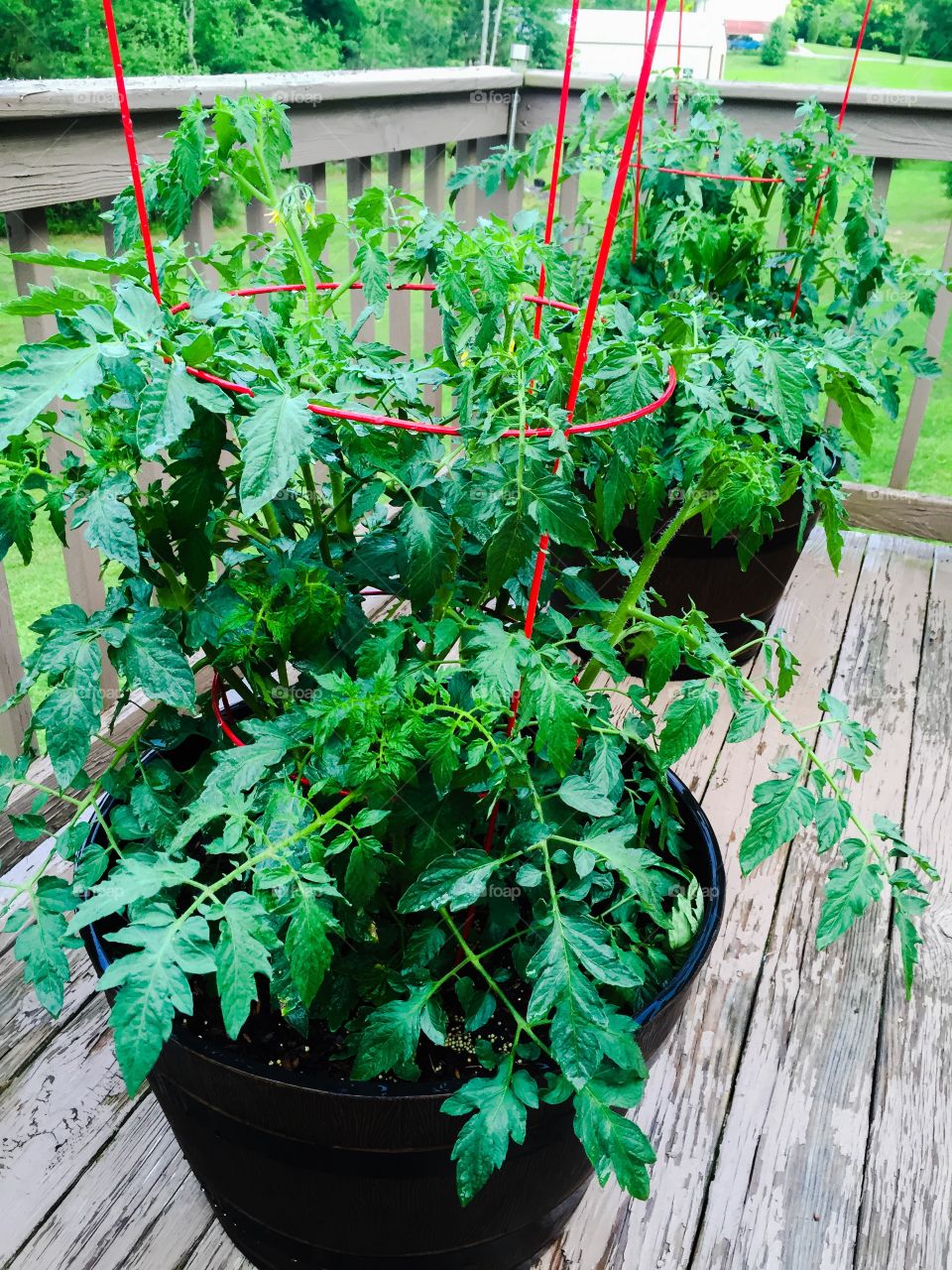 Tomato Plants