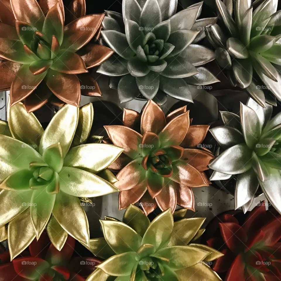 Plants 