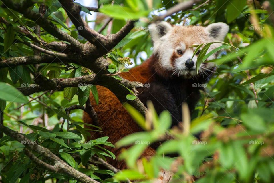 Red panda