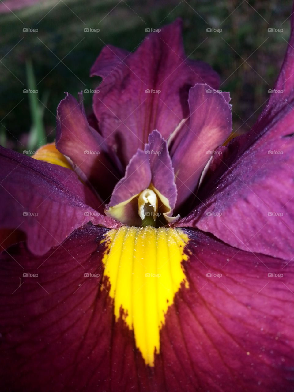 This Iris with its splash of yellow stands out in any crowd.