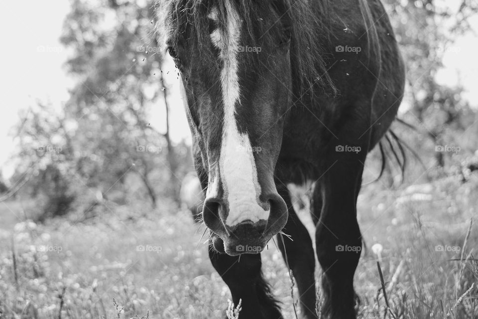 Mammal, Animal, Nature, Grass, Cavalry