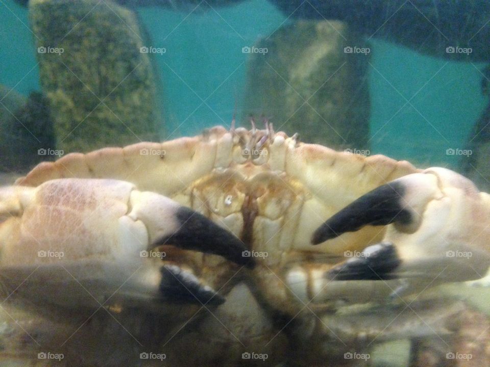 Crab close up