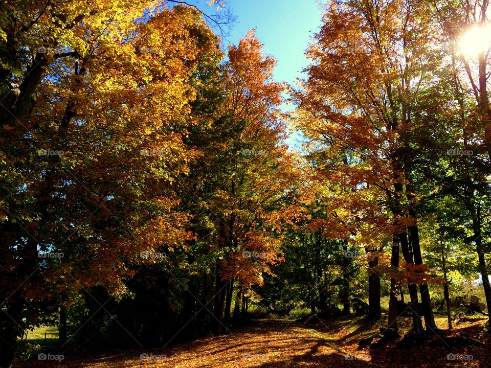 View of autumn trees in Vermont