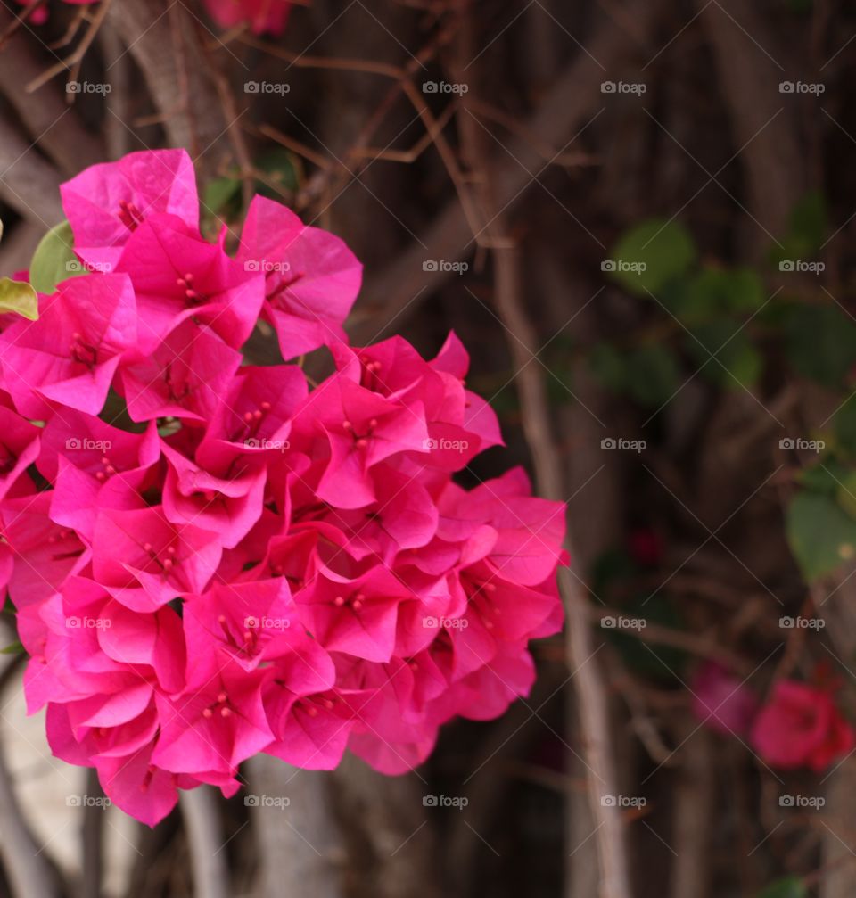 Bougainvillea 