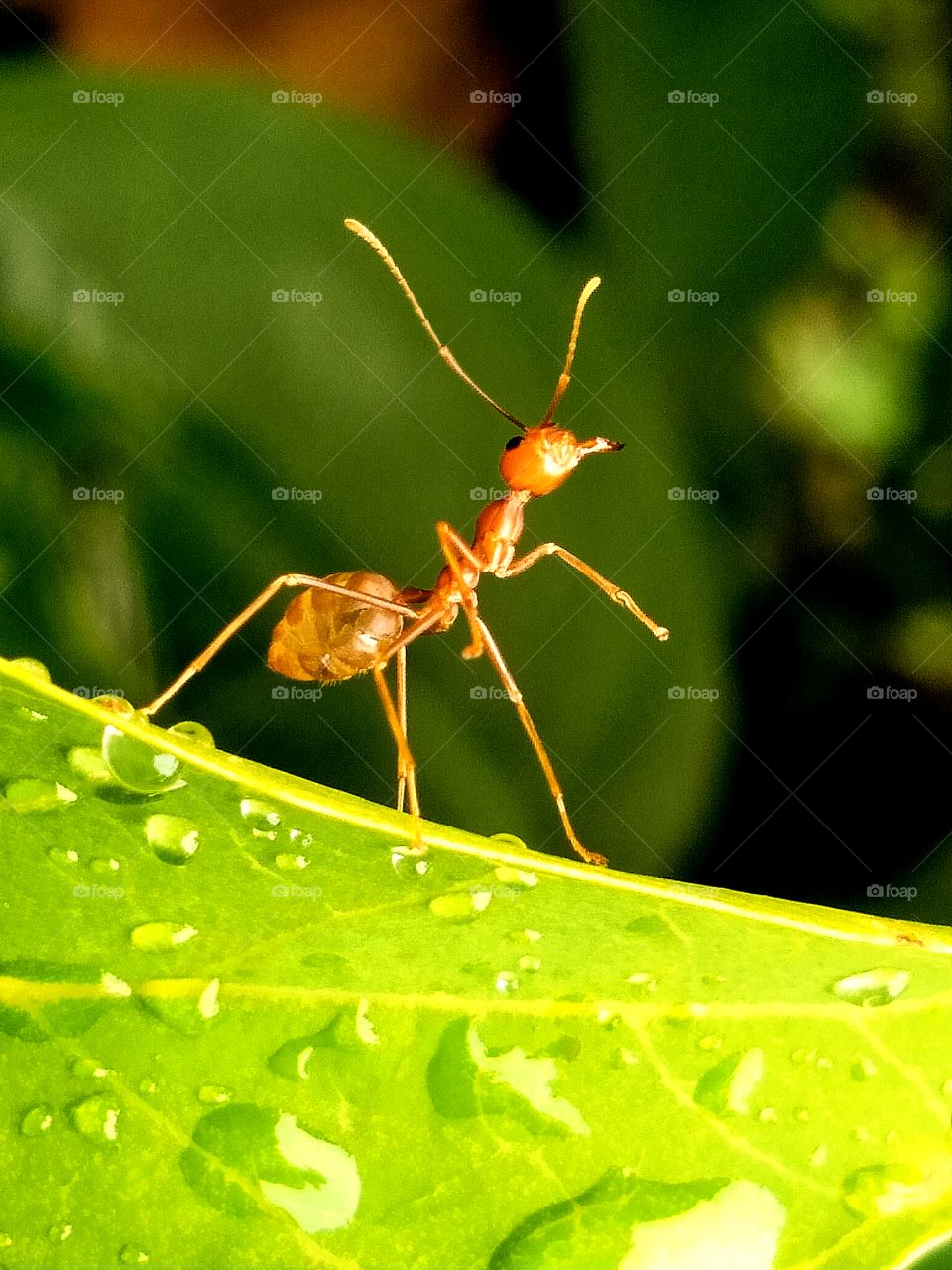 Ant on a rain droplet leaf