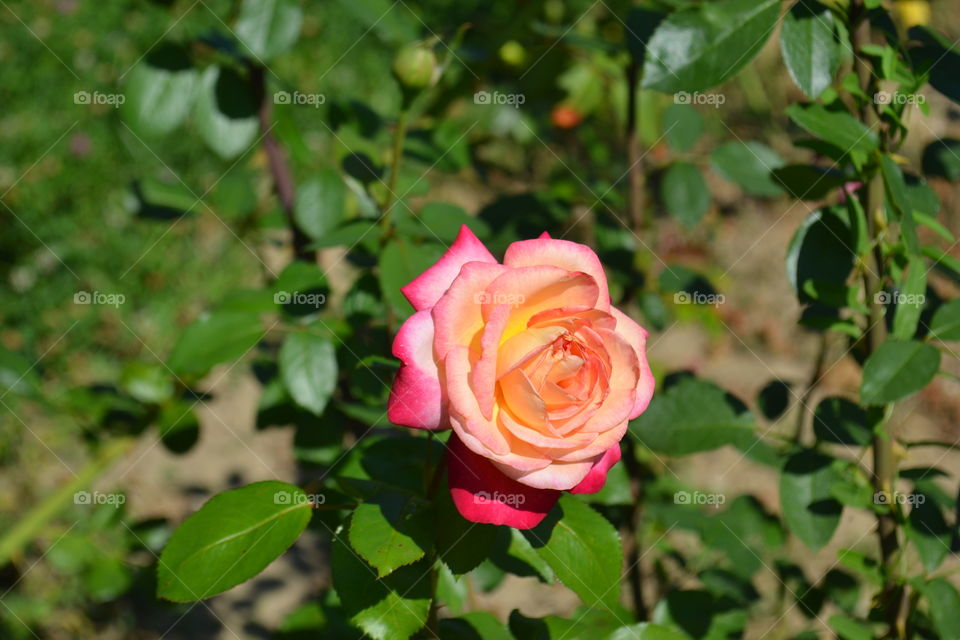 beautiful rose