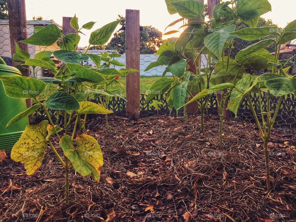 Watching the sun set through the bean stalks 