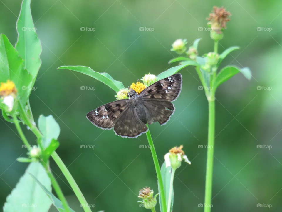 Duskywing