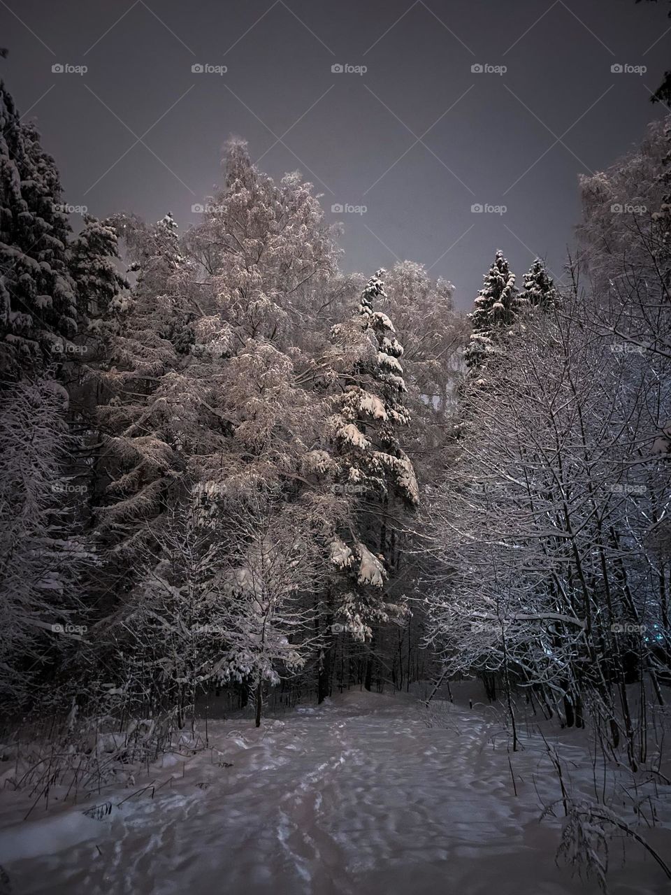 Night scene in winter forest