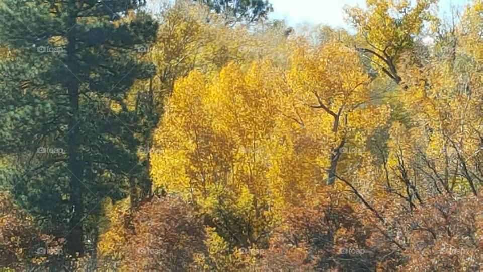 A Golden Fall Color