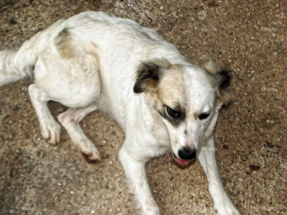 White Spotted Dog