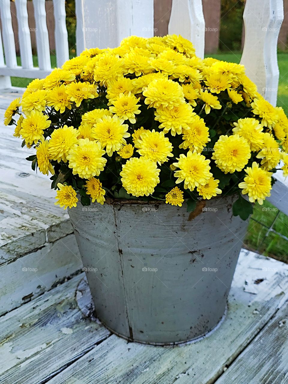 yellow mum plant on old chippy deck