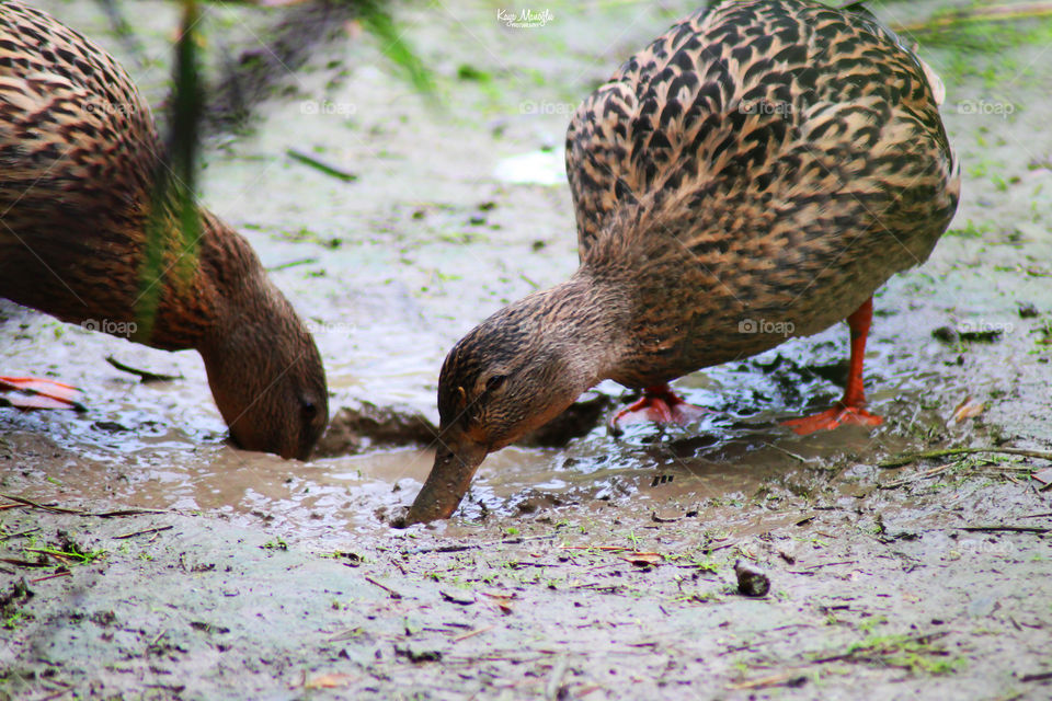 The Feeding Time