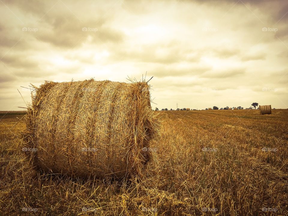 Bale of hay