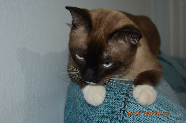 my Tom