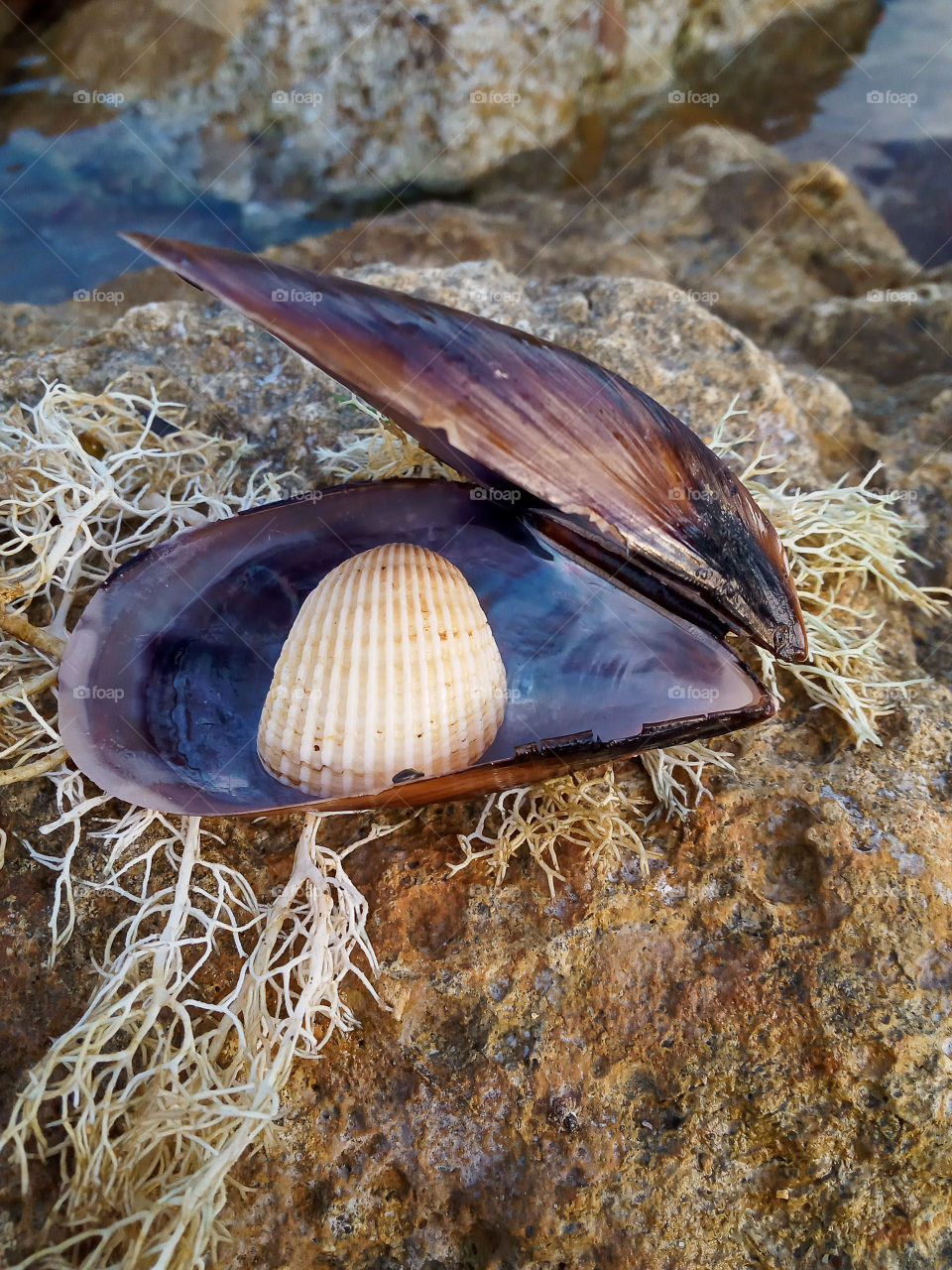 a sea shell in a sea mussel