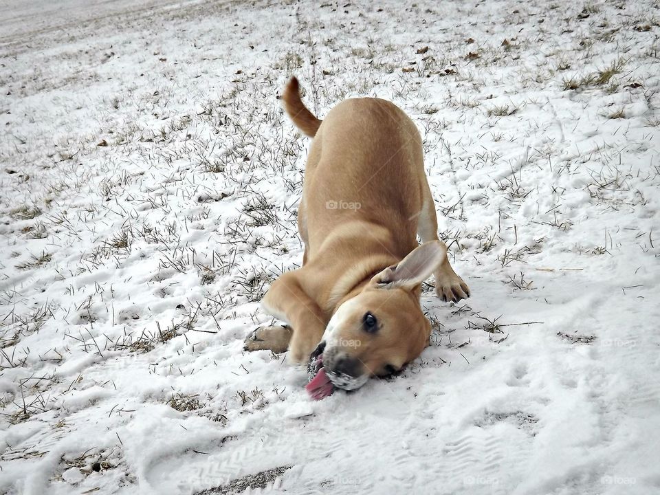 A silly puppy's first experience with snow on the ground. 