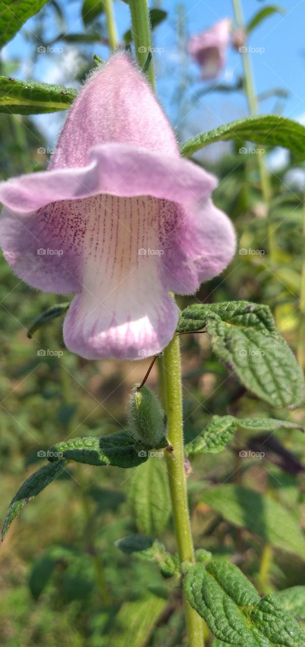 purple flower

￼