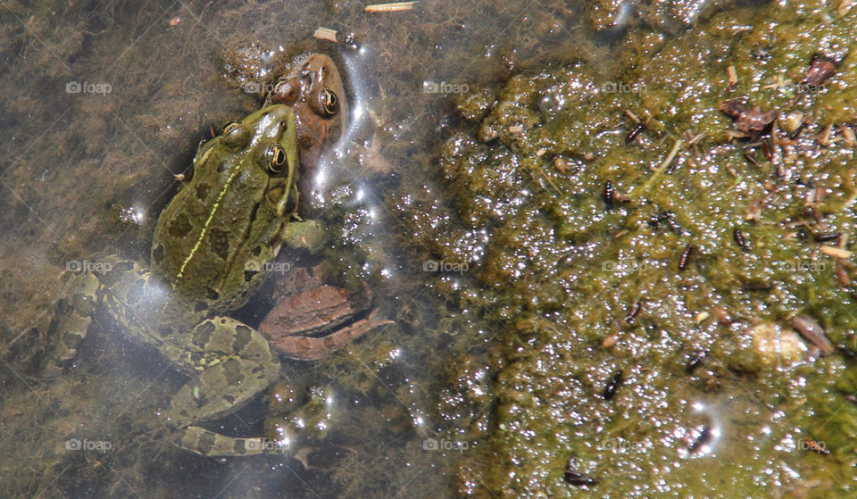 frog israel by idanos