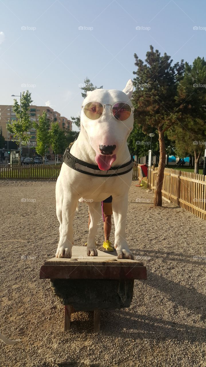 the king of the park