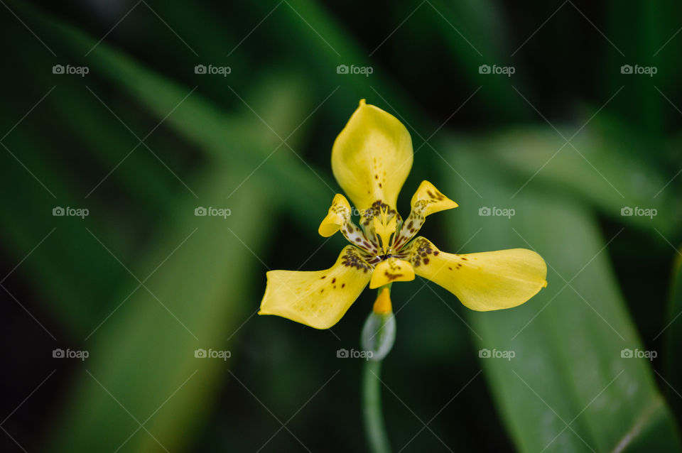 Yellow orchid with green leaves in the background