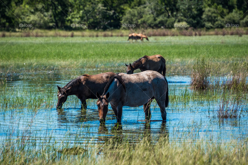 Cavalos pastando no pantanal 