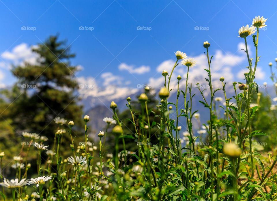 flowers from uttarakhand, India