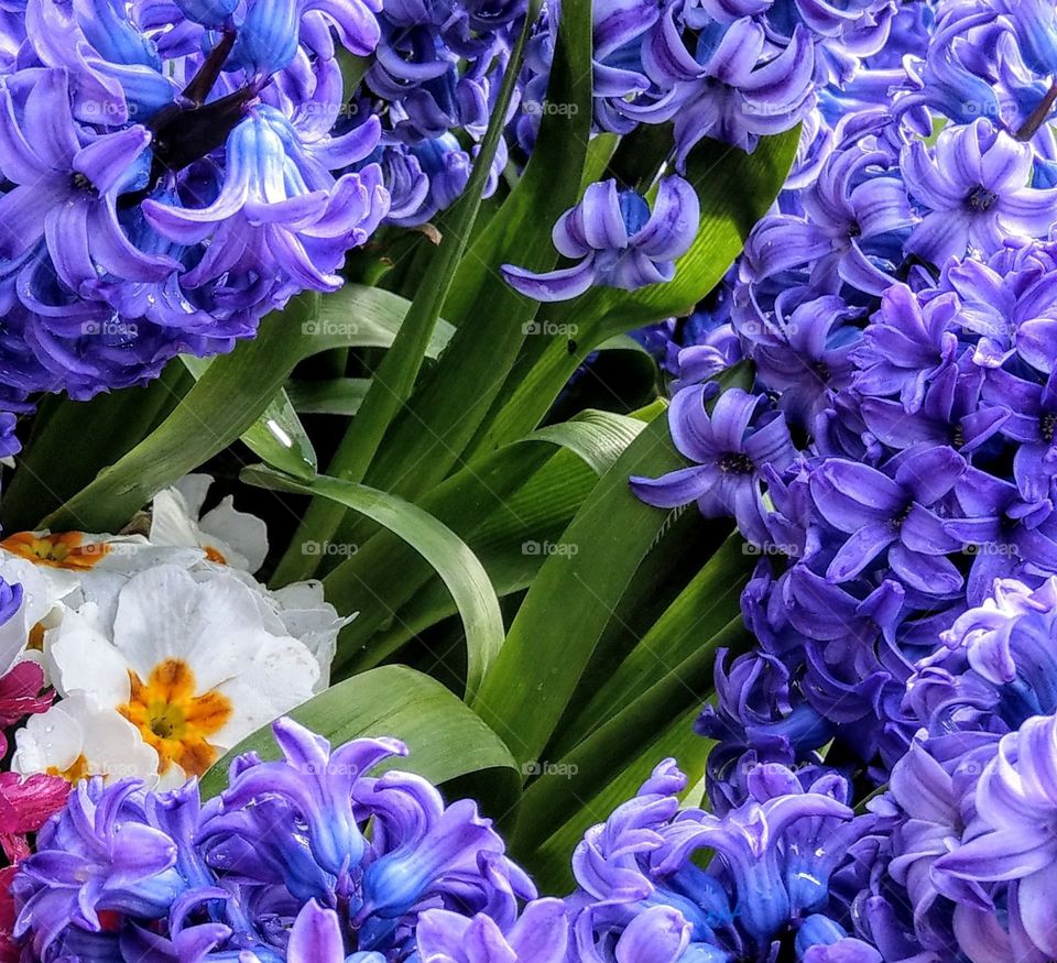 A combination of two flowers: hyacinthus
and primula vulgaris, purple, green, white colors become a happy, fragrant spring.