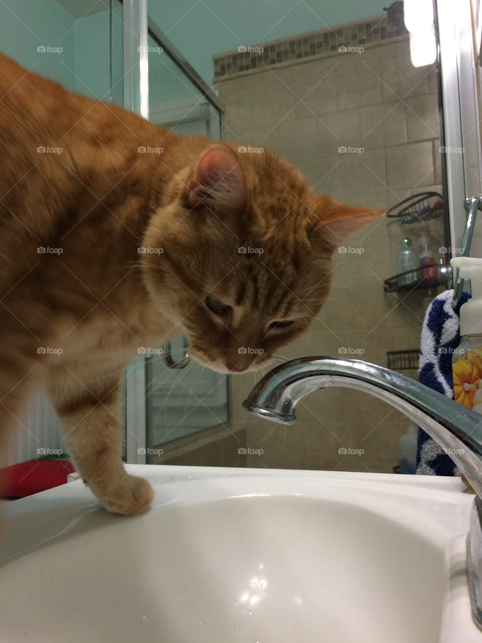 Sunny exploring the sink