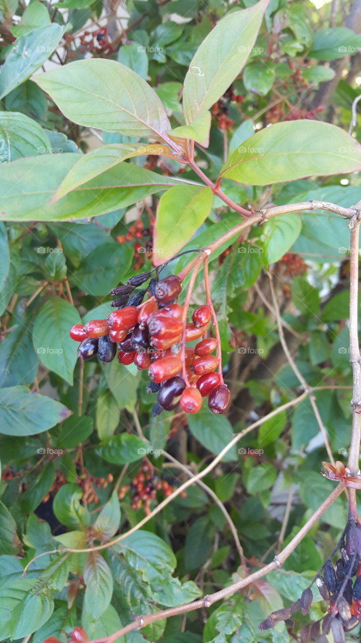 Berry Tree