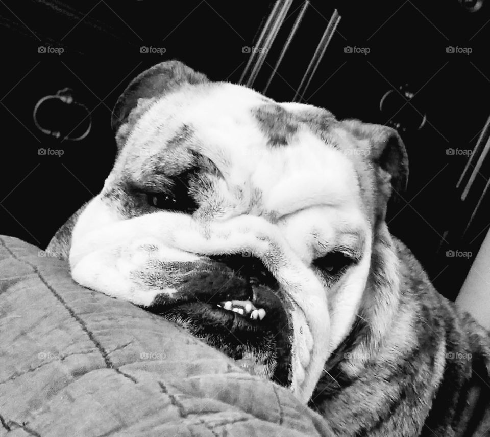 A case of the Sunday blues. Winston, the English Bulldog.