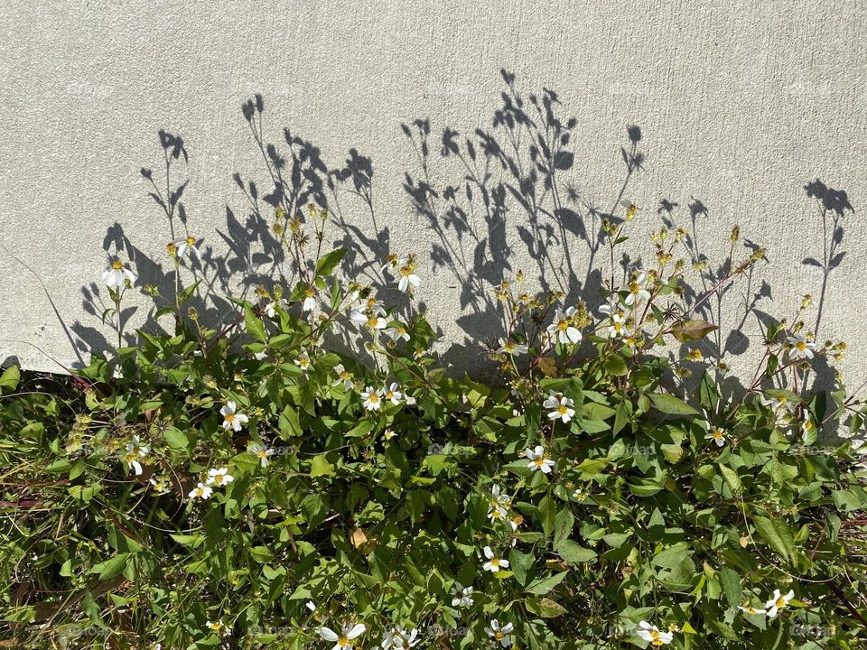 Grass next to sidewalk