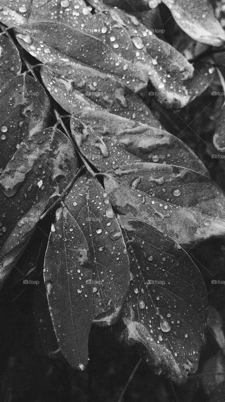 Autumn leaves with raindrops