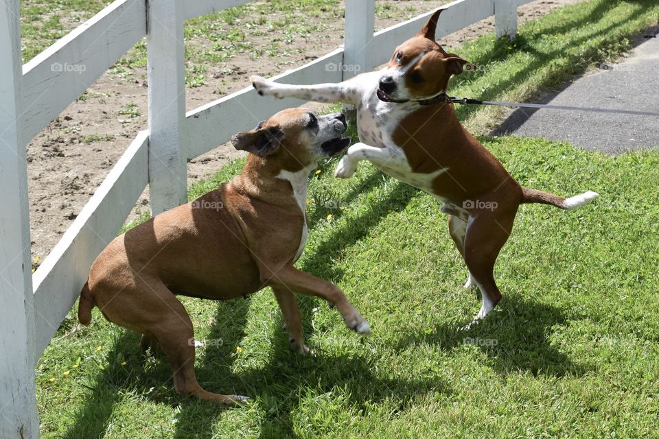 A playful dog fight