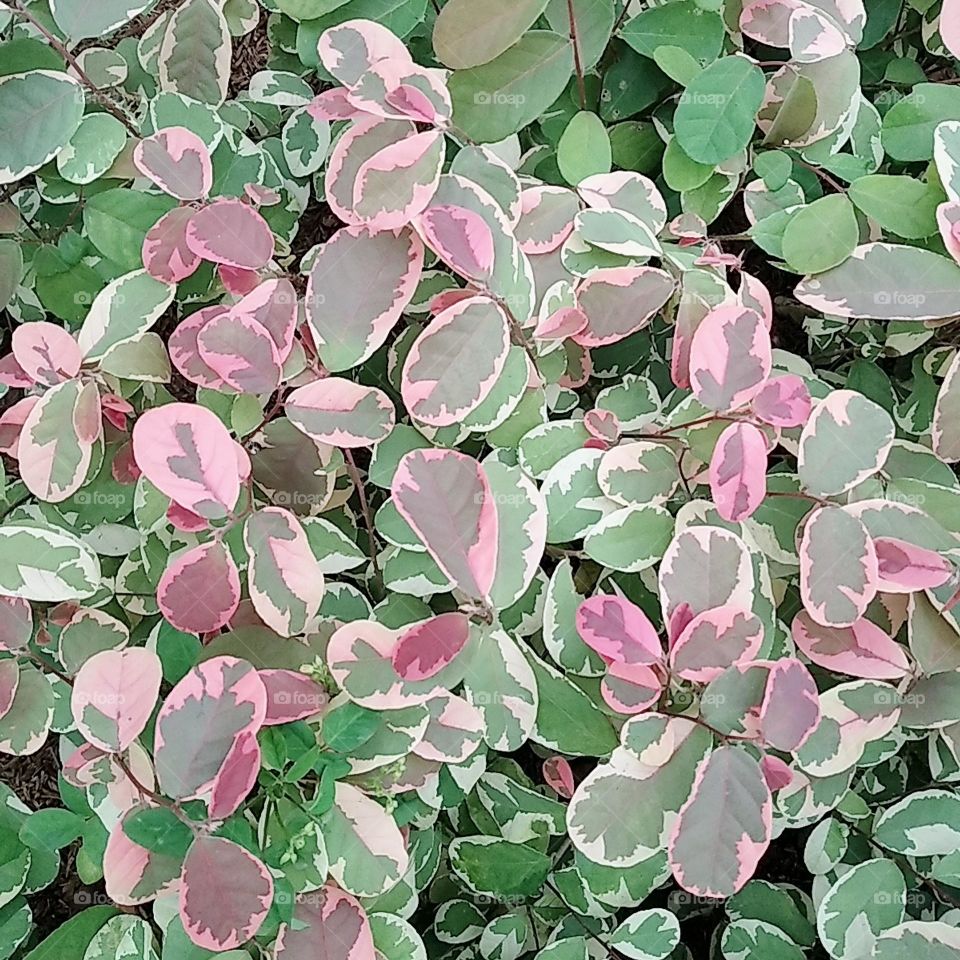 Leaf plants 8, with mix coloration of pink green white