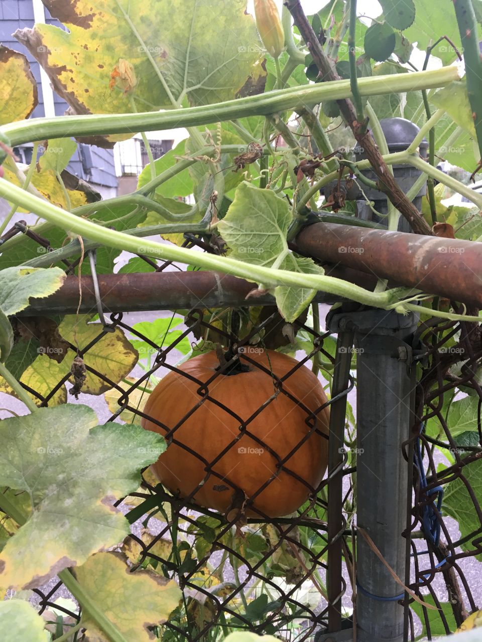 Fall harvest with pumpkins growing on the fence.