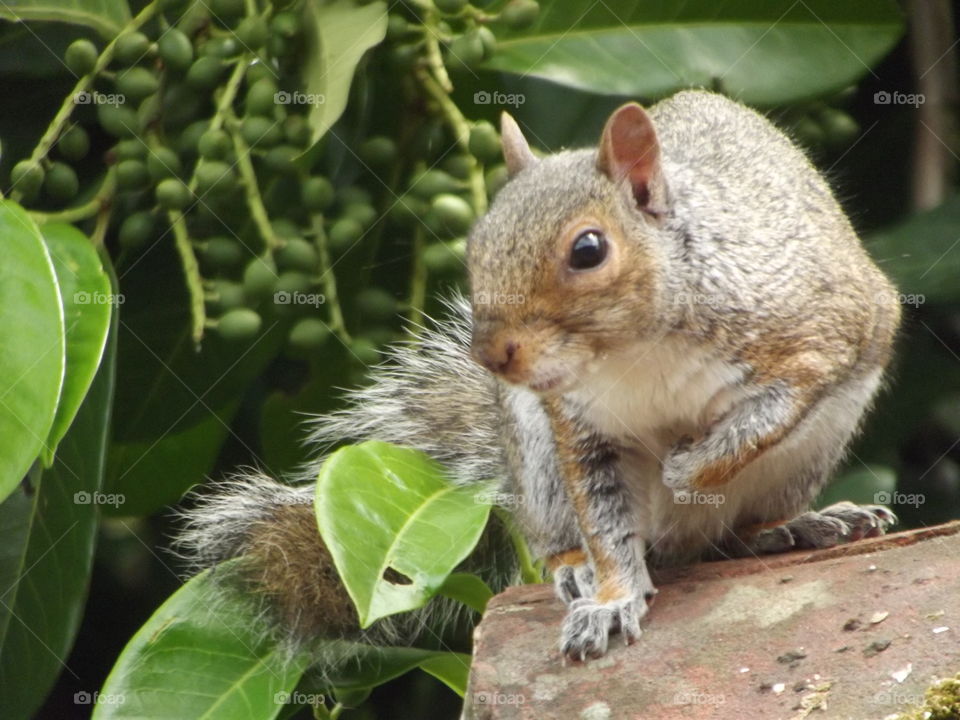 Cute Squirrel