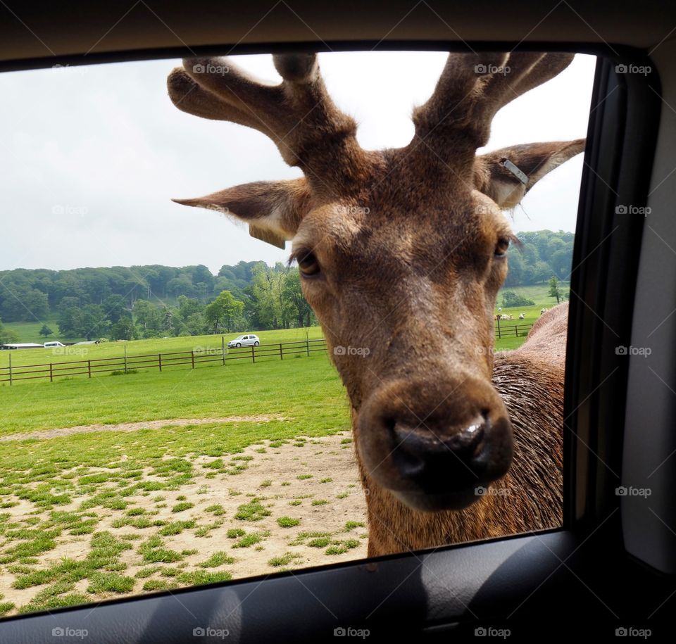 Deer begging for food through car window