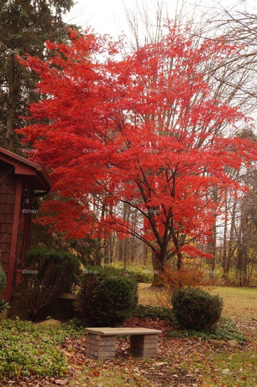 Beautiful Red Maple Tree