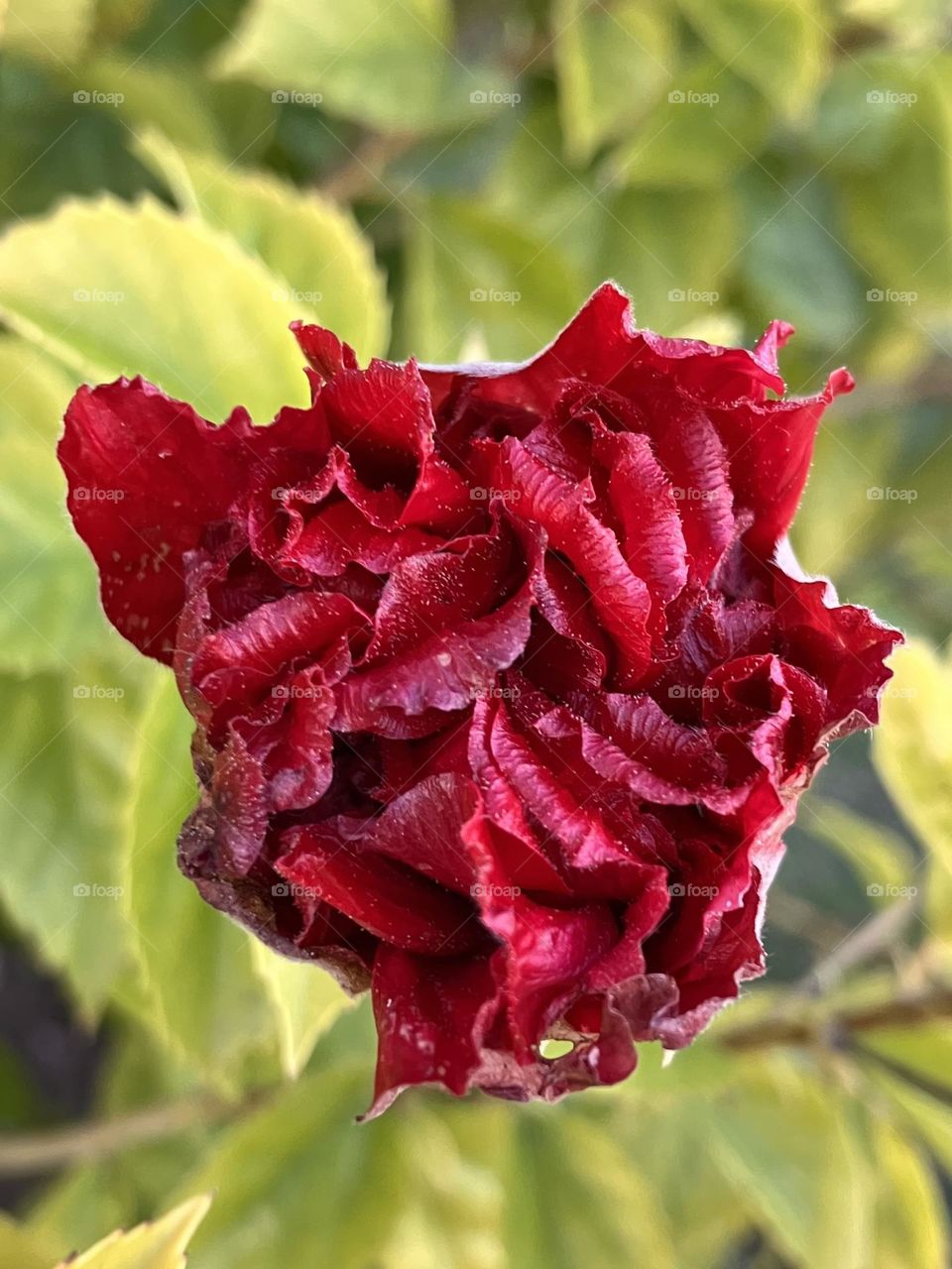 Hibiscus bud opening little by little 