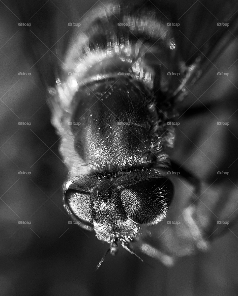 Black and white macro photo of a bee on a blade of grass