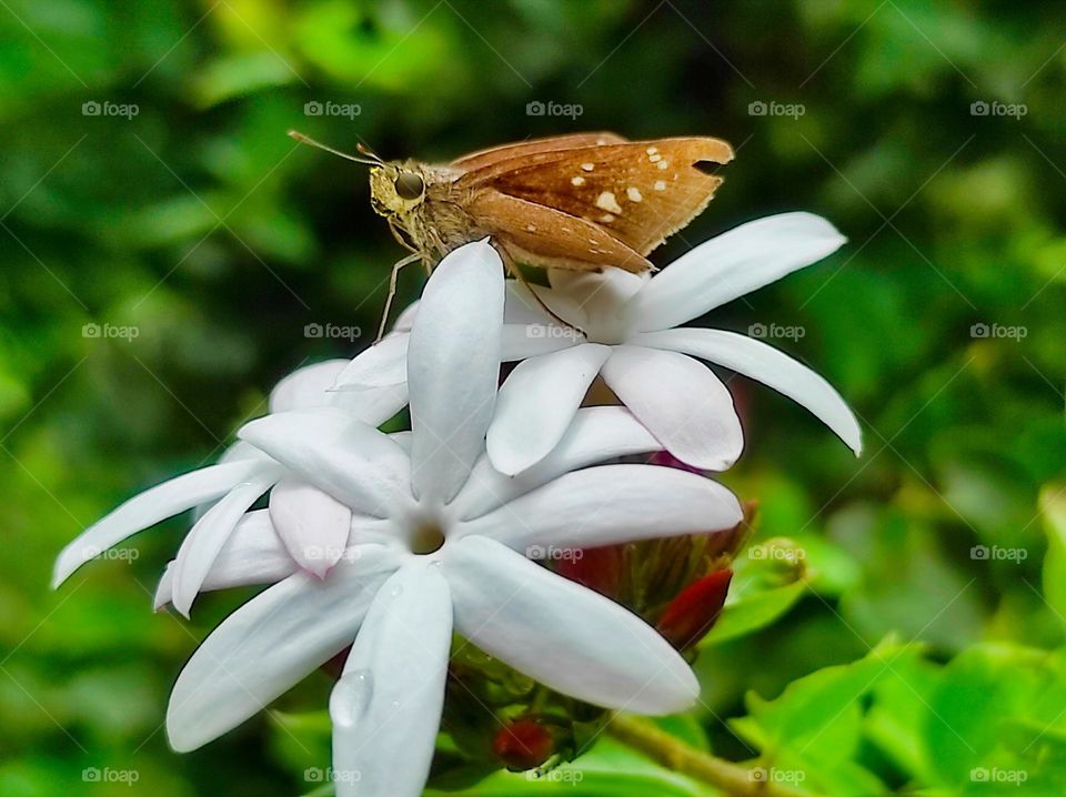 The butterfly is on the flower