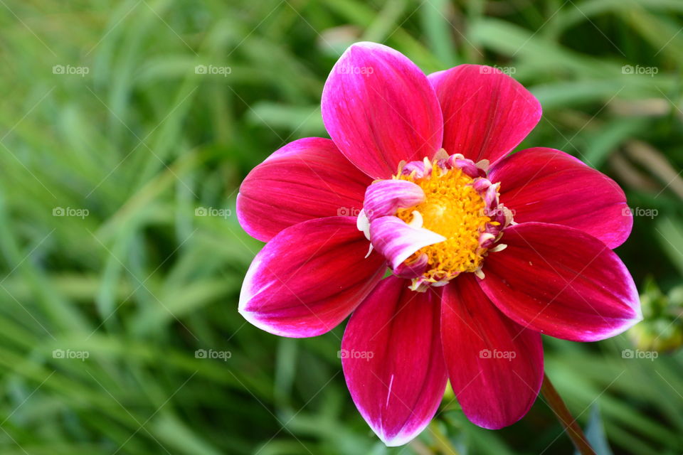 Dahlia red and yellow center