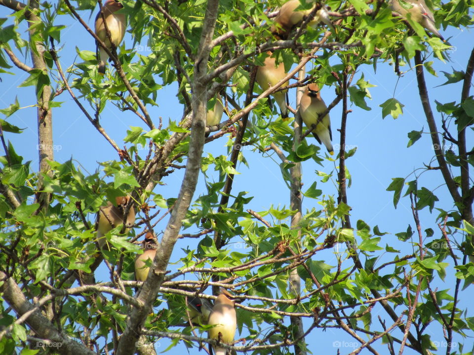 Cedar Waxwings