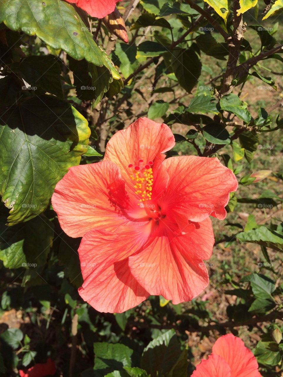Hibiscus