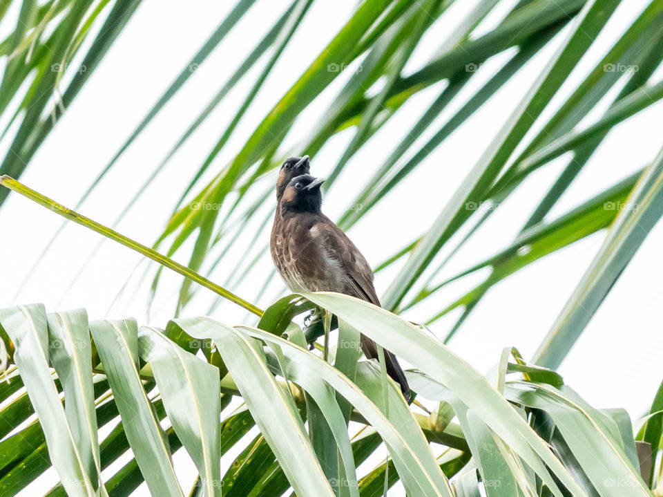 Red-vented Bulbul